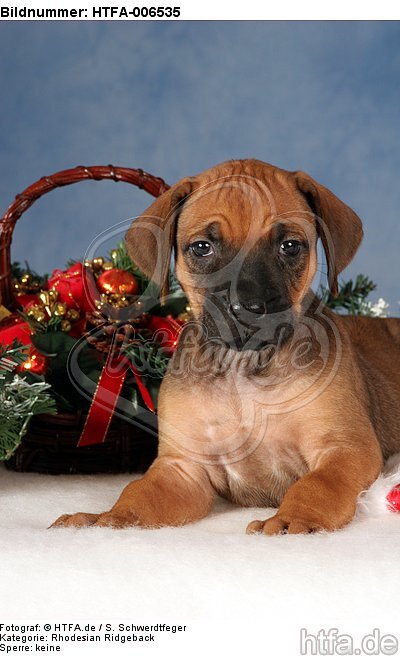 Rhodesian Ridgeback Welpe / rhodesian ridgeback puppy / HTFA-006535