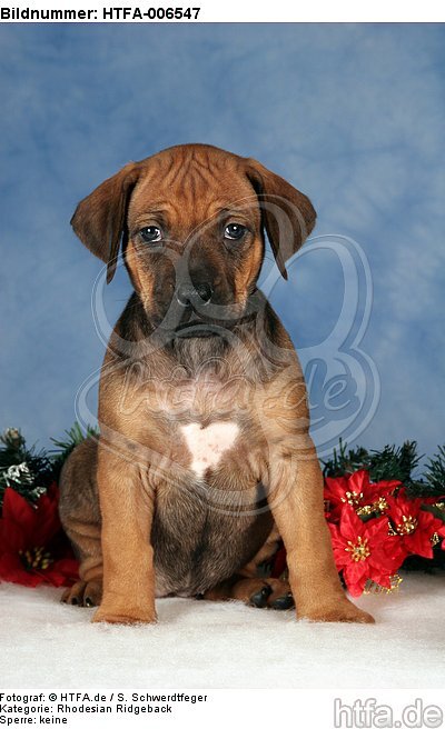 Rhodesian Ridgeback Welpe / rhodesian ridgeback puppy / HTFA-006547