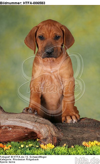 Rhodesian Ridgeback Welpe / rhodesian ridgeback puppy / HTFA-006583