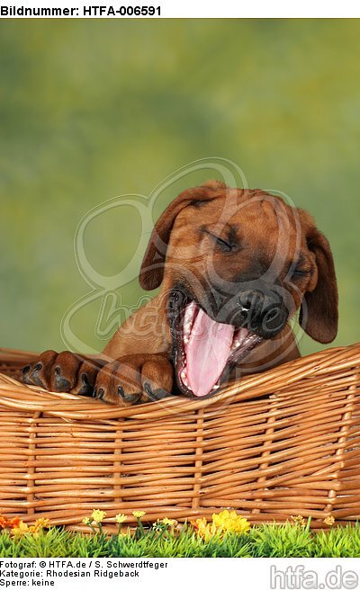 Rhodesian Ridgeback Welpe / rhodesian ridgeback puppy / HTFA-006591