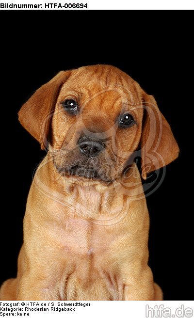 Rhodesian Ridgeback Welpe / rhodesian ridgeback puppy / HTFA-006694