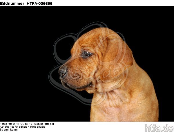 Rhodesian Ridgeback Welpe / rhodesian ridgeback puppy / HTFA-006696