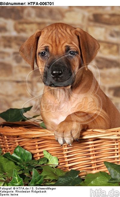 Rhodesian Ridgeback Welpe / rhodesian ridgeback puppy / HTFA-006701