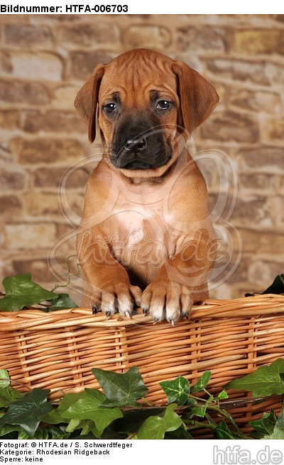 Rhodesian Ridgeback Welpe / rhodesian ridgeback puppy / HTFA-006703