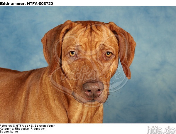 Rhodesian Ridgeback / HTFA-006720