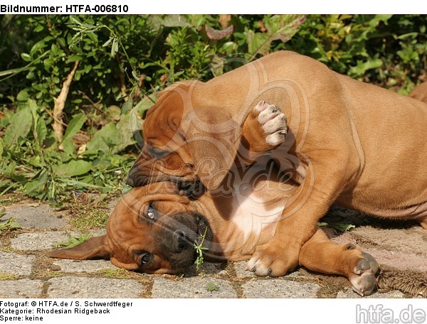 Rhodesian Ridgeback Welpen / rhodesian ridgeback puppies / HTFA-006810