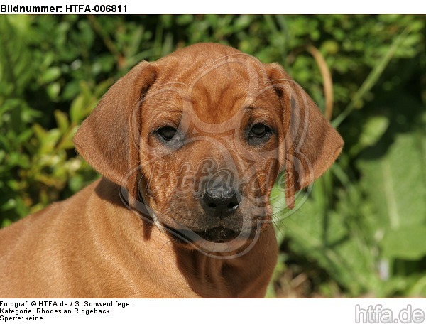 Rhodesian Ridgeback Welpe / rhodesian ridgeback puppy / HTFA-006811