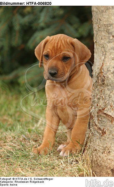 Rhodesian Ridgeback Welpe / rhodesian ridgeback puppy / HTFA-006820