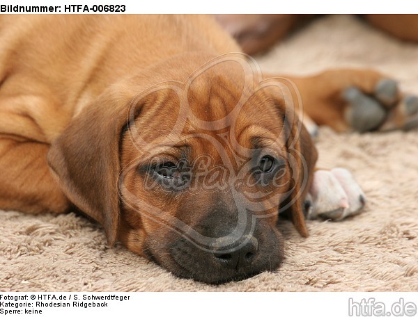 Rhodesian Ridgeback Welpe / rhodesian ridgeback puppy / HTFA-006823