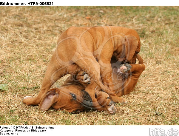 Rhodesian Ridgeback Welpen / rhodesian ridgeback puppies / HTFA-006831