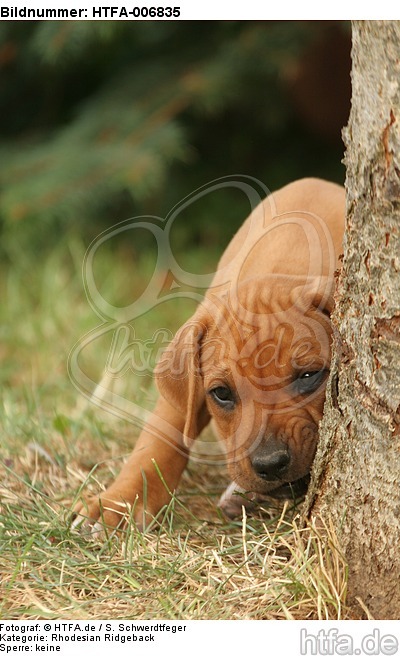 Rhodesian Ridgeback Welpe / rhodesian ridgeback puppy / HTFA-006835