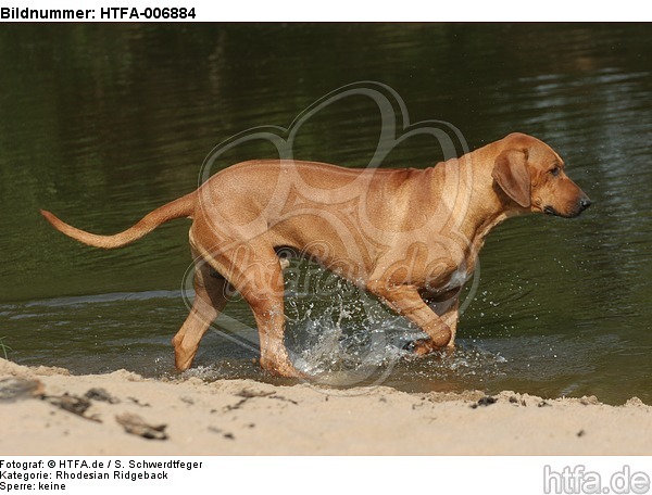 Rhodesian Ridgeback / HTFA-006884