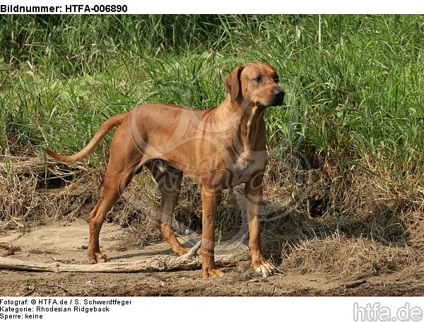 Rhodesian Ridgeback / HTFA-006890