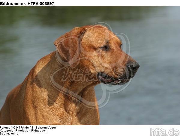 Rhodesian Ridgeback / HTFA-006897