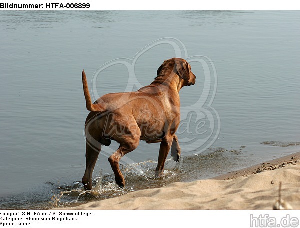 Rhodesian Ridgeback / HTFA-006899