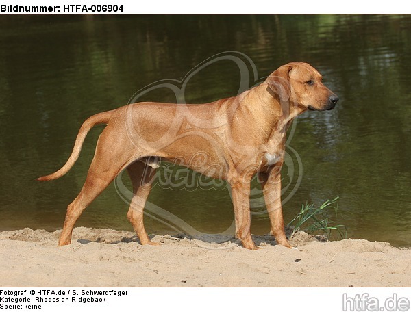 Rhodesian Ridgeback / HTFA-006904