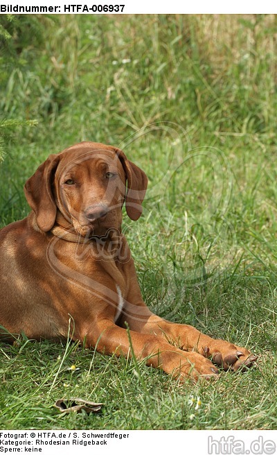 Rhodesian Ridgeback Welpe / rhodesian ridgeback puppy / HTFA-006937