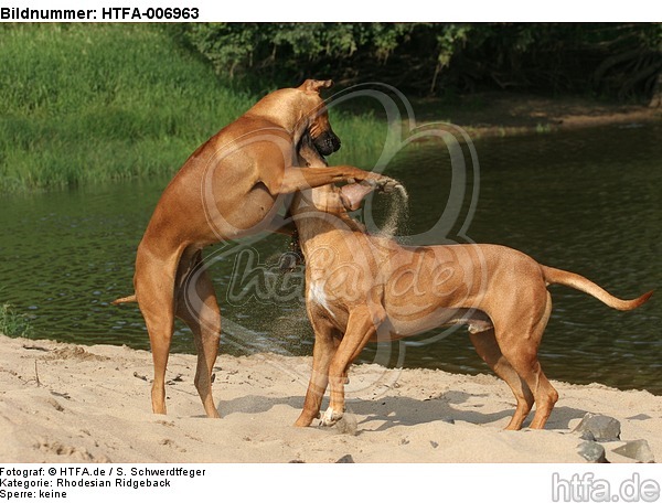 Rhodesian Ridgebacks / HTFA-006963