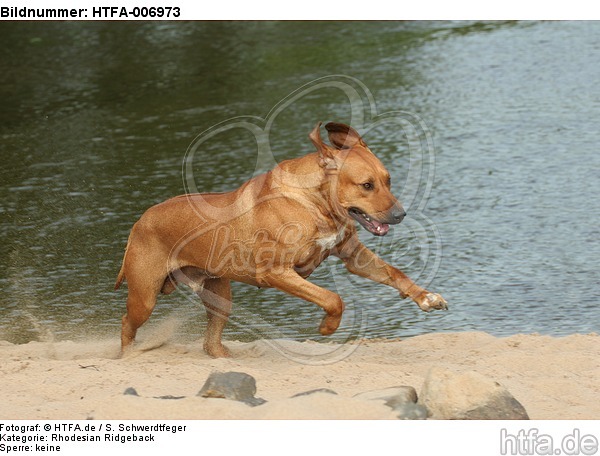 Rhodesian Ridgeback / HTFA-006973