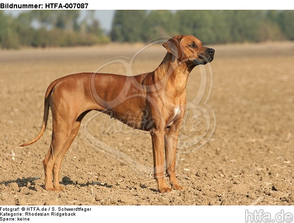 Rhodesian Ridgeback / HTFA-007087