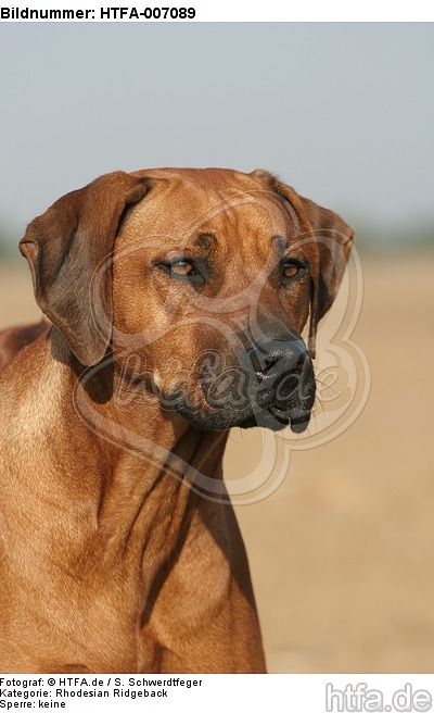 Rhodesian Ridgeback / HTFA-007089