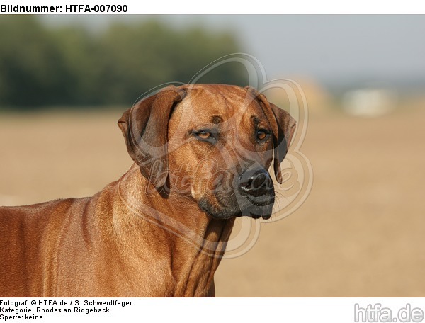 Rhodesian Ridgeback / HTFA-007090