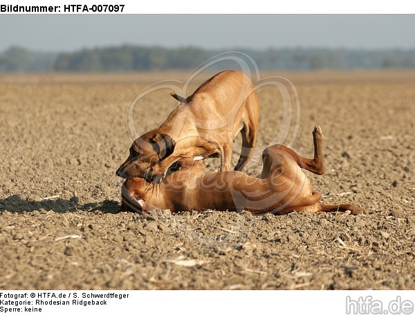 Rhodesian Ridgebacks / HTFA-007097