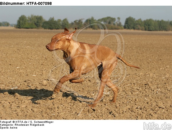 Rhodesian Ridgeback / HTFA-007098