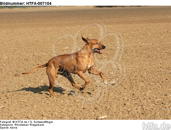 Rhodesian Ridgeback / HTFA-007104