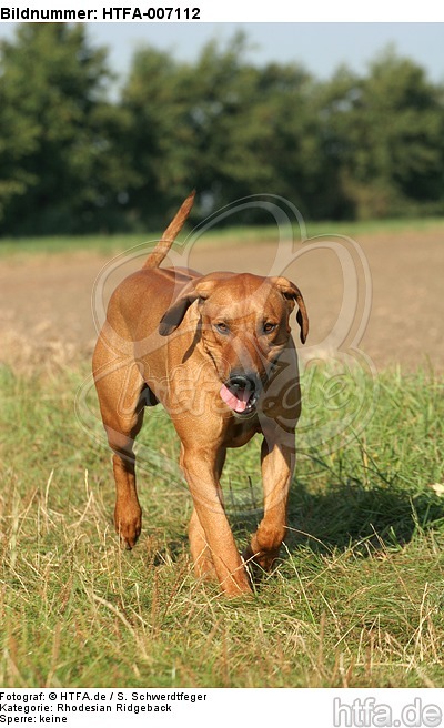 Rhodesian Ridgeback / HTFA-007112