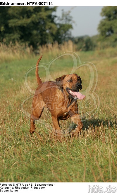 Rhodesian Ridgeback / HTFA-007114