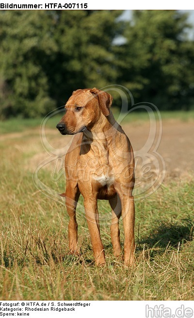 Rhodesian Ridgeback / HTFA-007115