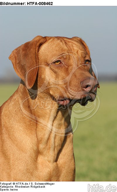 Rhodesian Ridgeback Portrait / HTFA-008462