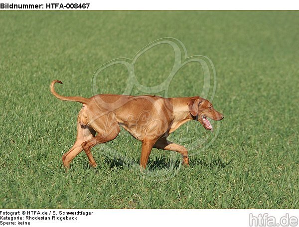 laufender Rhodesian Ridgeback / walking Rhodesian Ridgeback / HTFA-008467