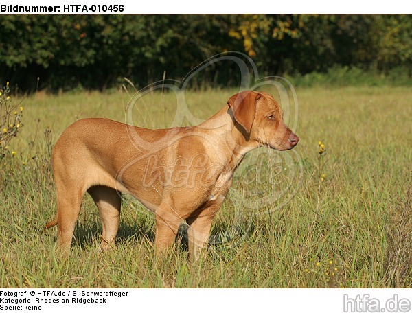 junger Rhodesian Ridgeback / young Rhodesian Ridgeback / HTFA-010456