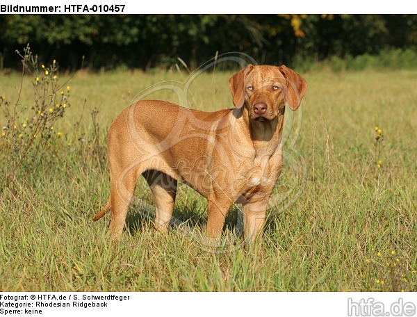 junger Rhodesian Ridgeback / young Rhodesian Ridgeback / HTFA-010457