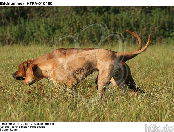 2 Rhodesian Ridgebacks / HTFA-010460