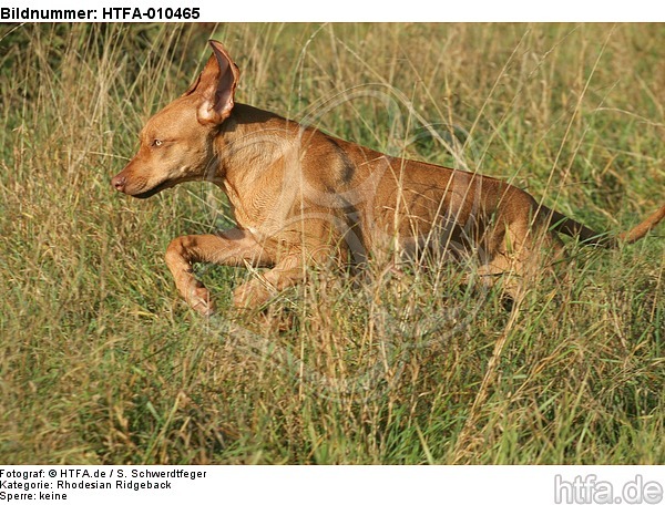 rennender Rhodesian Ridgeback / running Rhodesian Ridgeback / HTFA-010465