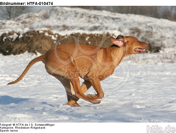 rennender Rhodesian Ridgeback / running Rhodesian Ridgeback / HTFA-010474