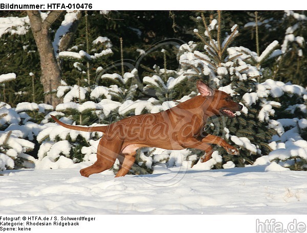 rennender Rhodesian Ridgeback / running Rhodesian Ridgeback / HTFA-010476