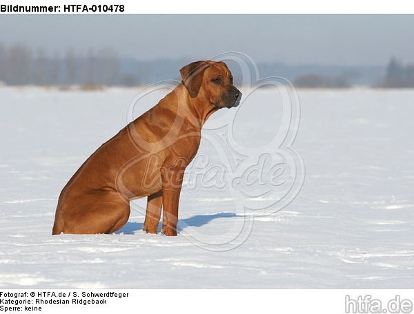 sitzender Rhodesian Ridgeback / sitting Rhodesian Ridgeback / HTFA-010478