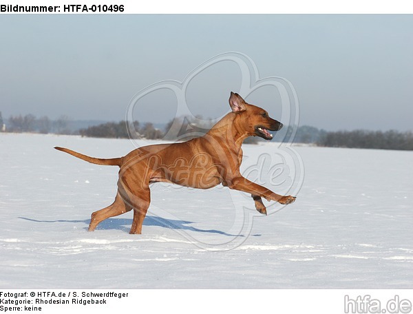 rennender Rhodesian Ridgeback / running Rhodesian Ridgeback / HTFA-010496