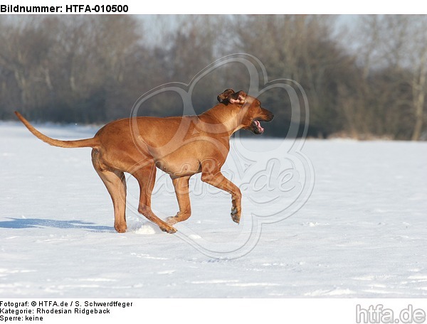 rennender Rhodesian Ridgeback / running Rhodesian Ridgeback / HTFA-010500