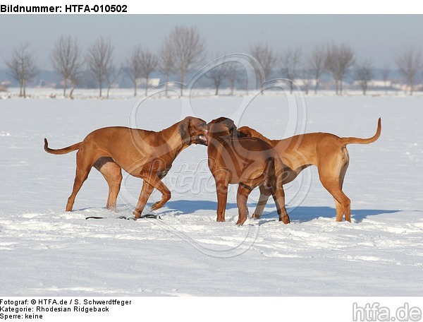 3 Rhodesian Ridgebacks im Schnee / 3 Rhodesian Ridgebacks in snow / HTFA-010502