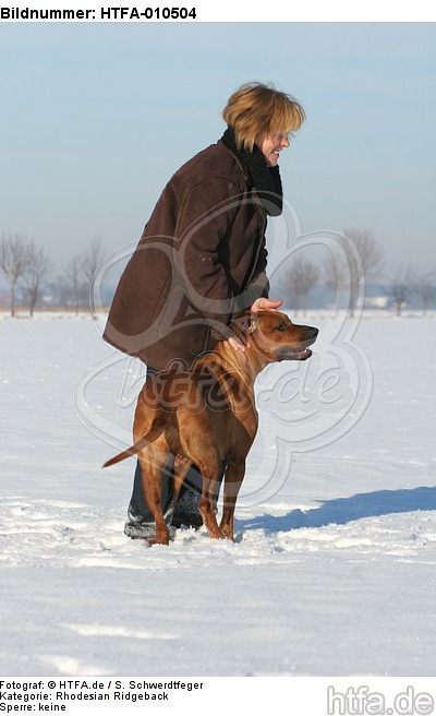 Frau streichelt Rhodesian Ridgeback / woman is fondling Rhodesian Ridgeback / HTFA-010504