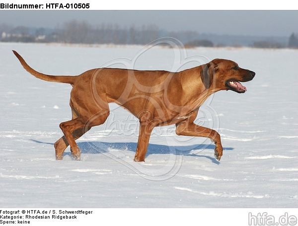 laufender Rhodesian Ridgeback / trotting Rhodesian Ridgeback / HTFA-010505