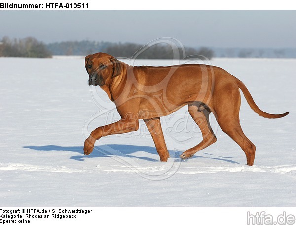 laufender Rhodesian Ridgeback / trotting Rhodesian Ridgeback / HTFA-010511