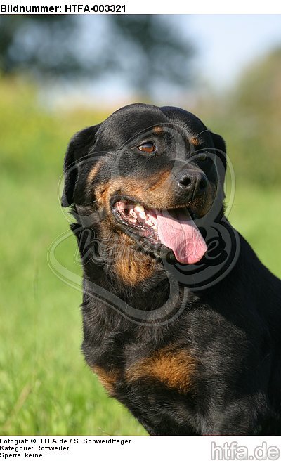 Rottweiler / HTFA-003321