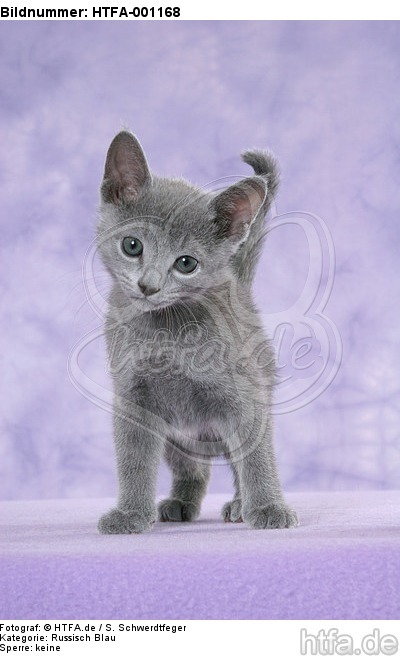 stehendes Russisch Blau Kätzchen / standing russian blue kitten / HTFA-001168