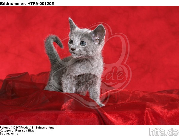 Russisch Blau Kätzchen / russian blue kitten / HTFA-001205